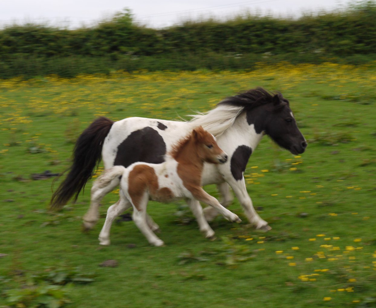 Hermits Spanky, Chestnut & White Shetland Colt